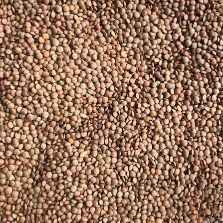 Red Lentils (Whole)